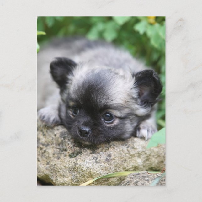 Chihuahua Puppy Postkarte (Vorderseite)