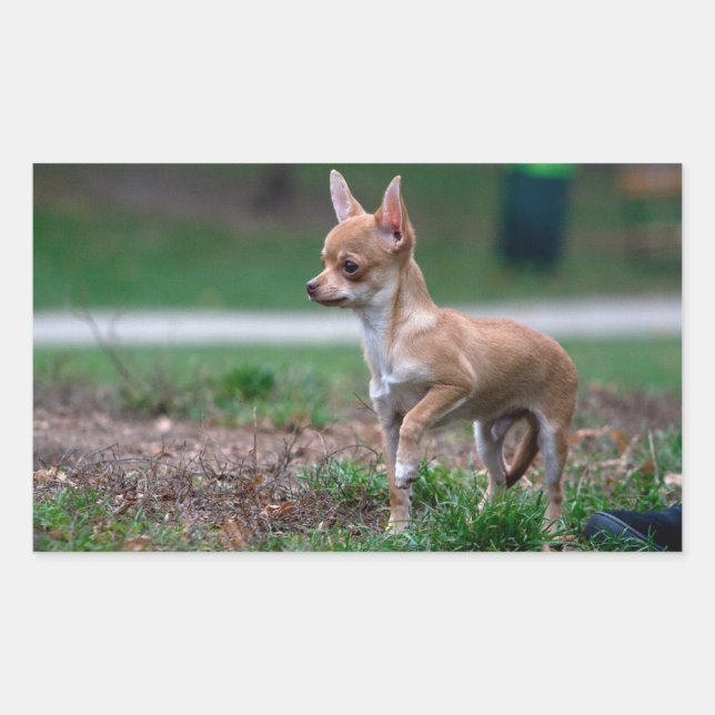 Chihuahua Puppy Rechteckiger Aufkleber (Vorderseite)