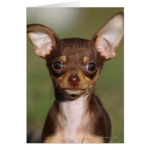 Chihuahua Puppy regarde l'appareil photo