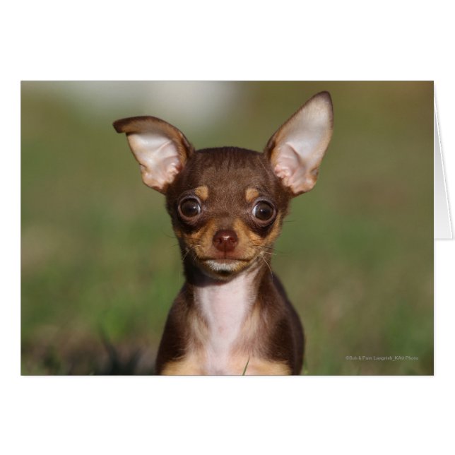 Chihuahua Puppy regarde l'appareil photo (Devant horizontal)