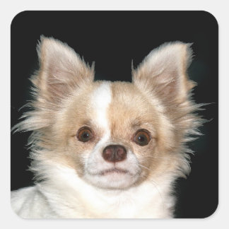 Chihuahua Quadratischer Aufkleber