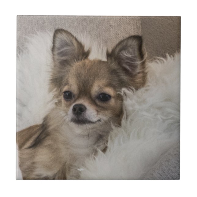 Chihuahua Relaxing Fliese (Vorderseite)