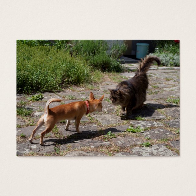 Chihuahua rencontre un chat (Devant)