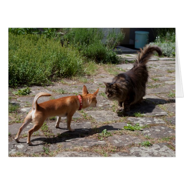 Chihuahua rencontre un chat (Devant horizontal)