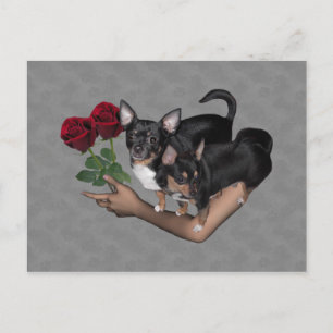 Chihuahua-Rose Postcard Postkarte