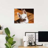 Chihuahua-schläfriger Squint entspanntes Zungenaus