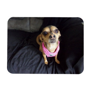 Chihuahua sieht Sie Nr. 2 Flexible Magnet