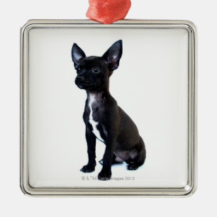 Chihuahua Silbernes Ornament