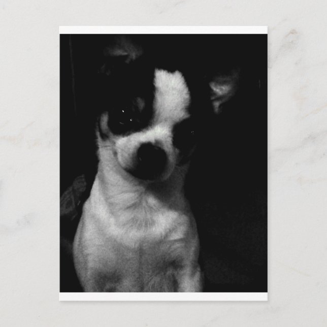 Chihuahua Small Dog Postkarte (Vorderseite)