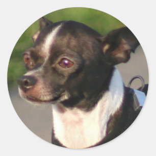 Chihuahua-Sticker Runder Aufkleber