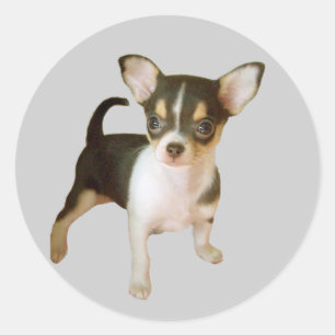 Chihuahua-Süsse Runder Aufkleber