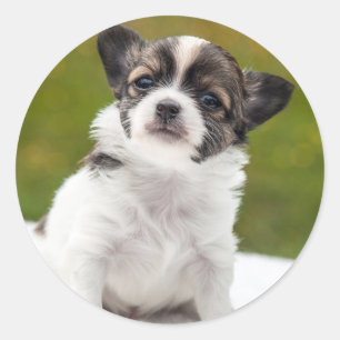 Chihuahua Süßes Foto Runder Aufkleber