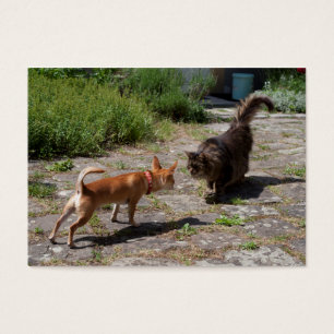 Chihuahua trifft Cat