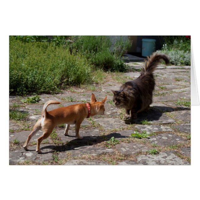 Chihuahua trifft Cat (Vorderseite (Horizontal))