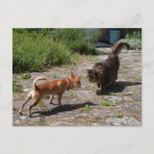 Chihuahua trifft Cat Postkarte