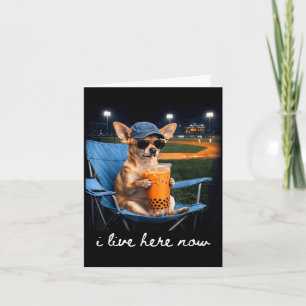 Chihuahua trinkt Eiskaffee Baseballfeld live Karte