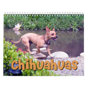 Chihuahua-Wandkalender Kalender