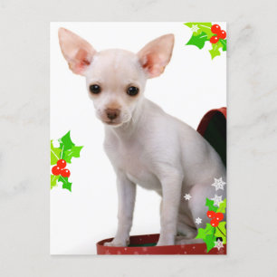 Chihuahua Weihnachtspostkarte Feiertagspostkarte