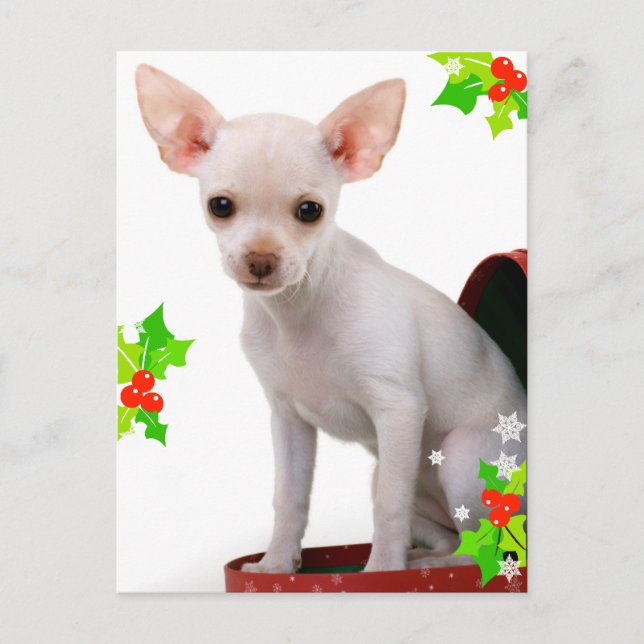 Chihuahua Weihnachtspostkarte Feiertagspostkarte (Vorderseite)