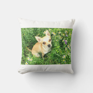 Chihuahua weiße Kissen werfen.