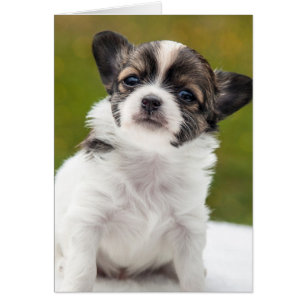 Chihuahua-Welpe