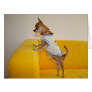 Chihuahua Welpe auf dem gelben Sofa
