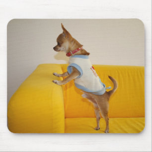 Chihuahua Welpe auf dem gelben Sofa Mousepad