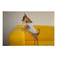 Chihuahua Welpe auf dem gelben Sofa