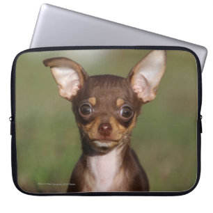 Chihuahua-Welpe, der Kamera betrachtet Laptopschutzhülle