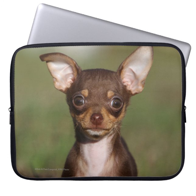 Chihuahua-Welpe, der Kamera betrachtet Laptopschutzhülle (Vorderseite)