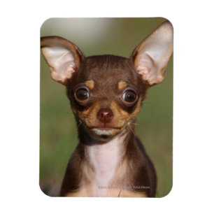 Chihuahua-Welpe, der Kamera betrachtet Magnet