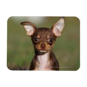Chihuahua-Welpe, der Kamera betrachtet Magnet