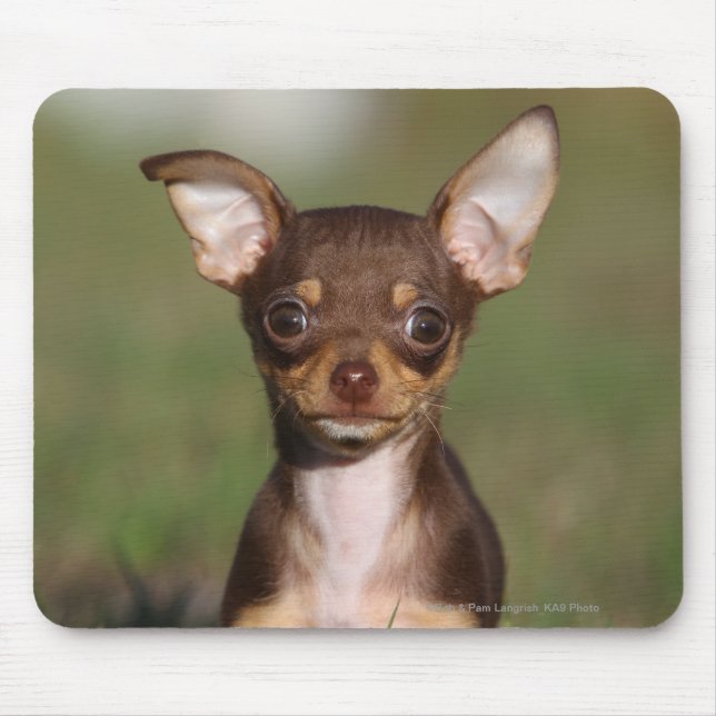 Chihuahua-Welpe, der Kamera betrachtet Mousepad (Vorne)