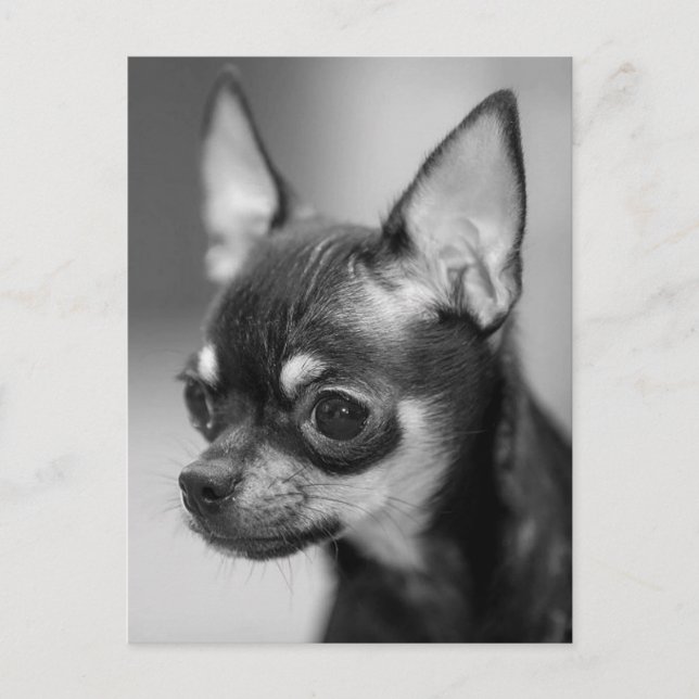 Chihuahua Welpe Doppy Post Card Postkarte (Vorderseite)