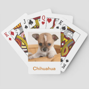 Chihuahua Welpe Hund spielen Karten Spielkarten