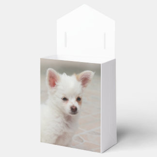 Chihuahua-Welpe im Garten Geschenkschachtel