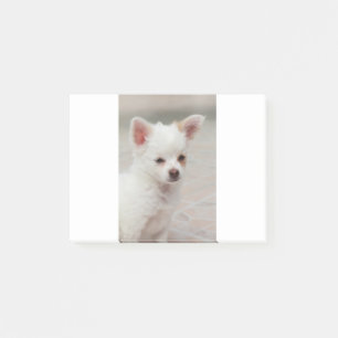 Chihuahua-Welpe im Garten Post-it Klebezettel