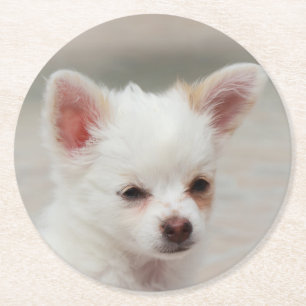 Chihuahua Welpe im Garten Runder Pappuntersetzer