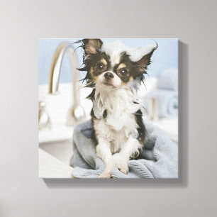 Chihuahua Welpe in einem Handtuch ummantelt Leinwanddruck