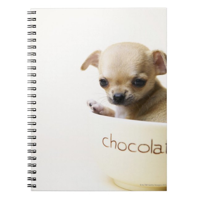 Chihuahua-Welpe in Schüssel (zugeschnitten) Notizblock (Vorderseite)