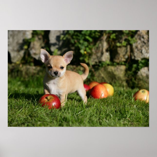 Chihuahua Welpe mit Äpfeln Poster (Vorne)