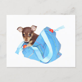 Chihuahua-Welpe Postkarte