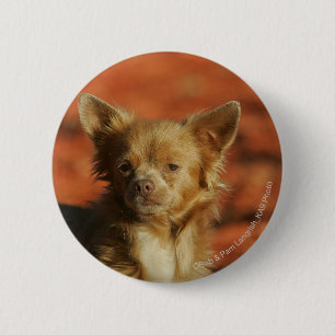 Chihuahua-WelpeHeadshot Button