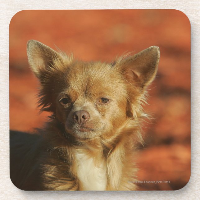 Chihuahua-WelpeHeadshot Getränkeuntersetzer (Vorderseite)