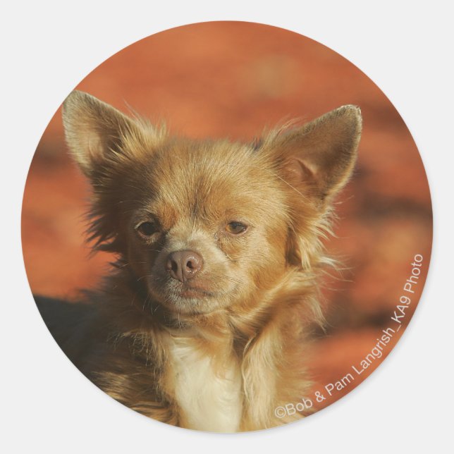 Chihuahua-WelpeHeadshot Runder Aufkleber (Vorderseite)