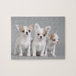 Chihuahua Welpen