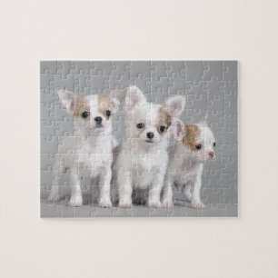 Chihuahua Welpen