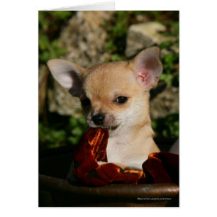 Chihuahua-Welpen