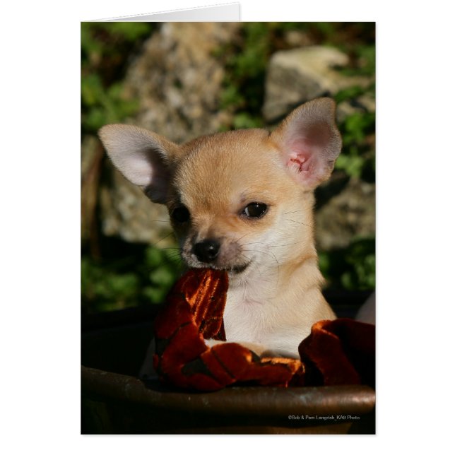 Chihuahua-Welpen (Vorne)