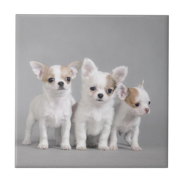 Chihuahua Welpen Fliese (Vorderseite)